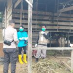KEGIATAN PEMERIKSAAN HEWAN QURBAN POSMORTEM ANTEMORTEM DI KABUPATEN KOTABARU TAHUN 2023