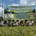 Sinergi Dinas Ketahanan Pangan dan Pertanian Membangun Ketahanan Pangan Melalui Panen Padi Sawah dan Peningkatan Mutu Intensifikasi Pertanian di Kabupaten Kotabaru