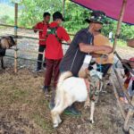 menghadiri Acara temu ternak kambing di lapangan bola desa Sebelimbingan dalam rangka HUT RI ke78