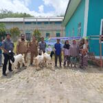 kegiatan pembibitan dan pemeriksaan droping hibah 17 ekor kambing Peranakan Etawa di 2desa Sebelimbingan dan Semisir oleh dinas ketahanan pangan dan pertanian