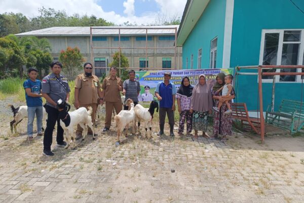 Kegiatan Pembibitan dan Pemeriksaan Droping Hibah 17 Ekor Kambing Peranakan Etawa di 2 Desa Sebelimbingan dan Semisir oleh Dinas Ketahanan Pangan dan Pertanian kegiatan pembibitan dan pemeriksaan droping hibah 17 ekor kambing Peranakan Etawa di 2desa Sebelimbingan dan Semisir oleh dinas ketahanan pangan dan pertanian