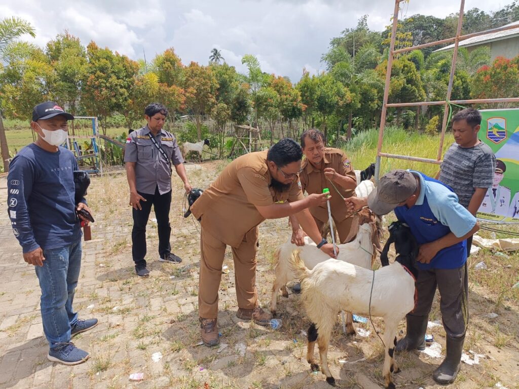 Kegiatan Pembibitan dan Pemeriksaan Droping Hibah 17 Ekor Kambing Peranakan Etawa di 2 Desa Sebelimbingan dan Semisir oleh Dinas Ketahanan Pangan dan Pertanian 5 Kegiatan Pembibitan dan Pemeriksaan Droping Hibah 17 Ekor Kambing Peranakan Etawa di 2 Desa Sebelimbingan dan Semisir oleh Dinas Ketahanan Pangan dan Pertanian