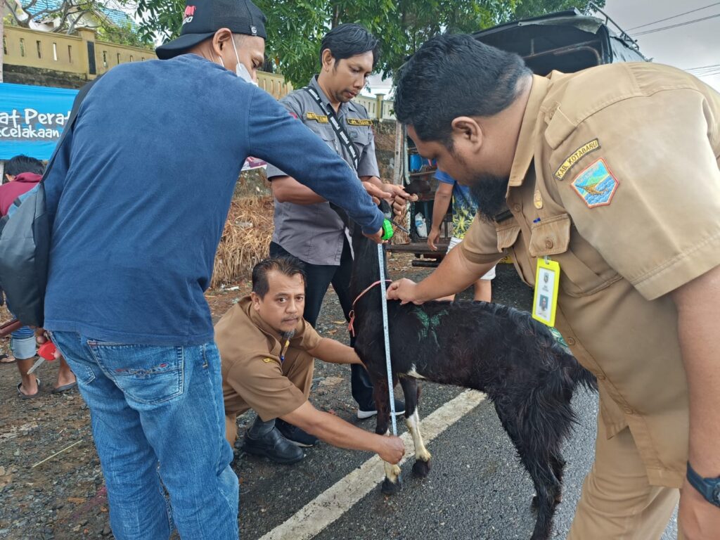 Kegiatan Pembibitan dan Pemeriksaan Droping Hibah 17 Ekor Kambing Peranakan Etawa di 2 Desa Sebelimbingan dan Semisir oleh Dinas Ketahanan Pangan dan Pertanian 2 Kegiatan Pembibitan dan Pemeriksaan Droping Hibah 17 Ekor Kambing Peranakan Etawa di 2 Desa Sebelimbingan dan Semisir oleh Dinas Ketahanan Pangan dan Pertanian