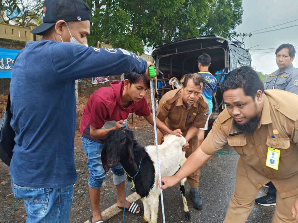 Kegiatan Pembibitan dan Pemeriksaan Droping Hibah 17 Ekor Kambing Peranakan Etawa di 2 Desa Sebelimbingan dan Semisir oleh Dinas Ketahanan Pangan dan Pertanian 3 Kegiatan Pembibitan dan Pemeriksaan Droping Hibah 17 Ekor Kambing Peranakan Etawa di 2 Desa Sebelimbingan dan Semisir oleh Dinas Ketahanan Pangan dan Pertanian