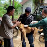 Pelaksanaan vaksinasi Rabies dan pemasangan kalung (neck tag) di Megasari Pulaulaut Utara Oleh Dinas ketahanan Pangan dan Pertanian