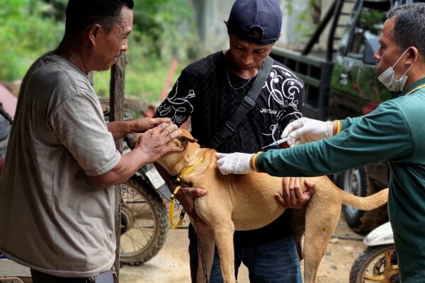 Pelaksanaan vaksinasi Rabies dan pemasangan kalung (neck tag) di Megasari Pulaulaut Utara Oleh Dinas ketahanan Pangan dan Pertanian