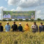 Panen padi sawah dalam ranka mendukung gerakan nasional antisipasi dampak el nino di Berangas pulau laut timur oleh dinas ketahanan pangan dan pertanian