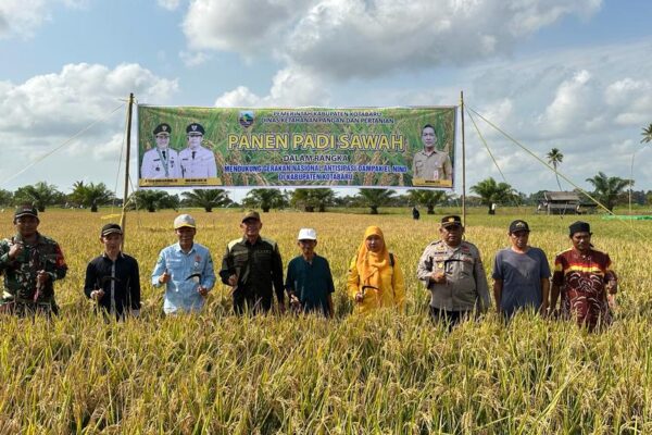 Panen padi sawah dalam ranka mendukung gerakan nasional antisipasi dampak el nino di Berangas pulau laut timur oleh dinas ketahanan pangan dan pertanian