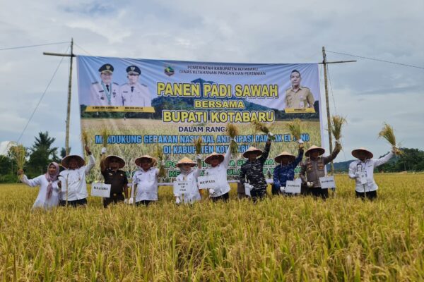 Panen Padi Sawah Bersama Bupati Kotabaru dan Dinas Ketahanan Pangan dan Pertanian Untuk Mendukung Gerakan Nasional Antisipasi Dampak El Nino di Desa Salino panen desa salino