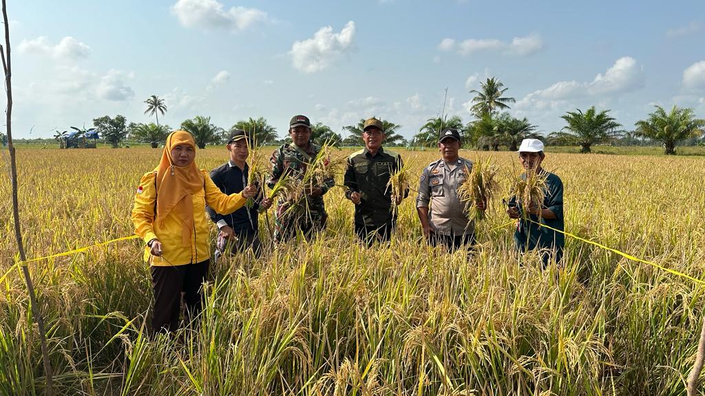 Panen Padi Sawah Dalam Rangka Mendukung Gerakan Nasional Antisipasi Dampak El-Nino di Berangas Pulaulaut Timur Oleh Dinas Ketahanan Pangan dan Pertanian 2 This image has an empty alt attribute; its file name is WhatsApp-Image-2023-10-13-at-2.25.02-PM-1.jpeg