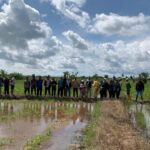 (GERDAL OPT) Tikus secara bersamaan di beberapa kelompok tani, seperti Kelompok Tani Berkat Usaha Mandiri, Maju Bersama, Handil Karya, Melati, dan Pajar Ramadan, yang berada di Desa Berangas Kecamatan Pulaulaut Timur