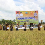 Dinas Ketahanan Pangan dan Pertanian Mengikuti Panen Padi Sawah di Desa Ujung Pulau Sebuku