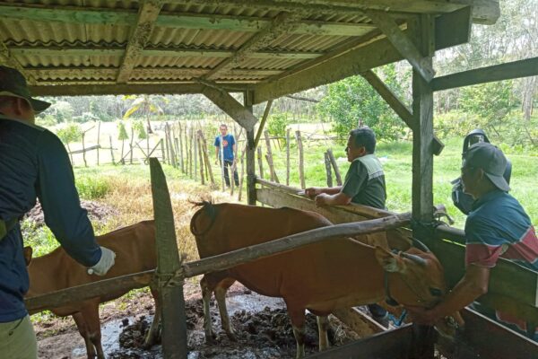 Kegiatan Vaksinasi Jembrana di Desa Bangun Rejo Kec. Pukaulaut Tg. Selayar oleh Dinas Ketahanan Pangan dan Pertanian