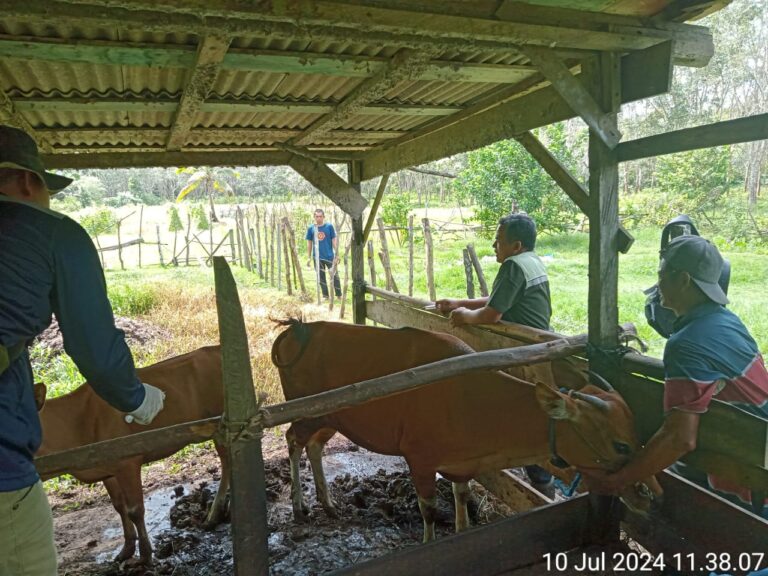 Kegiatan Vaksinasi Jembrana di Desa Bangun Rejo Kec. Pukaulaut Tg. Selayar oleh Dinas Ketahanan Pangan dan Pertanian